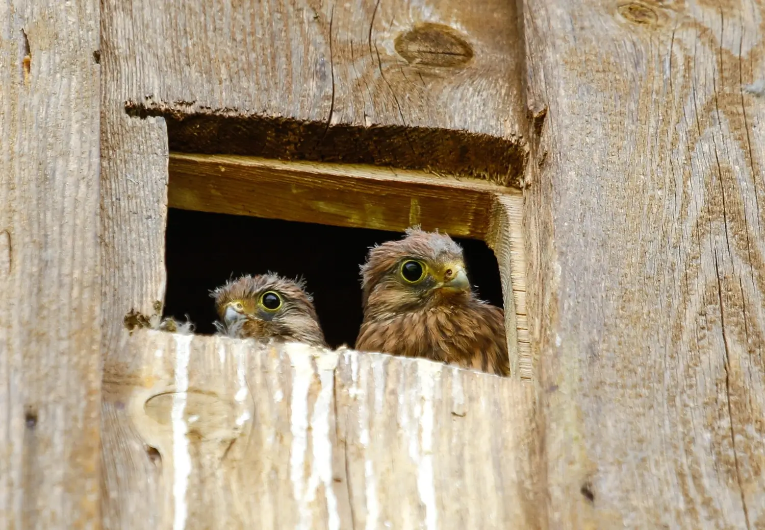 caja nido de cernícalos