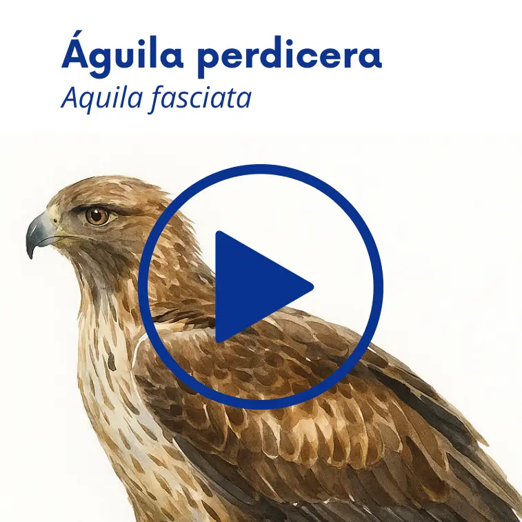 Vídeos divulgativos sobre aves