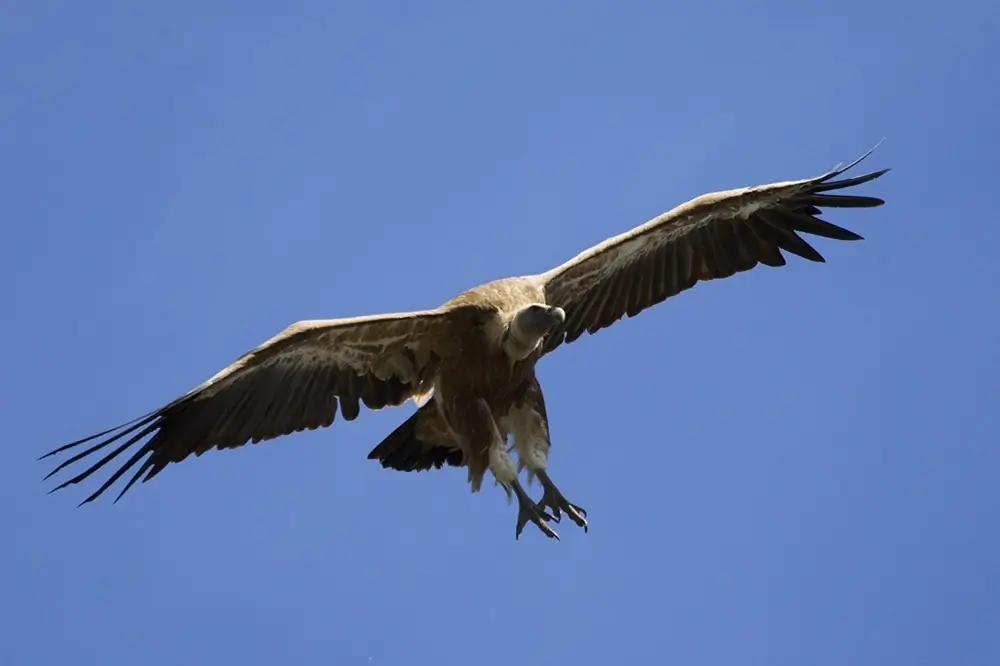 Buitre leonado en vuelo