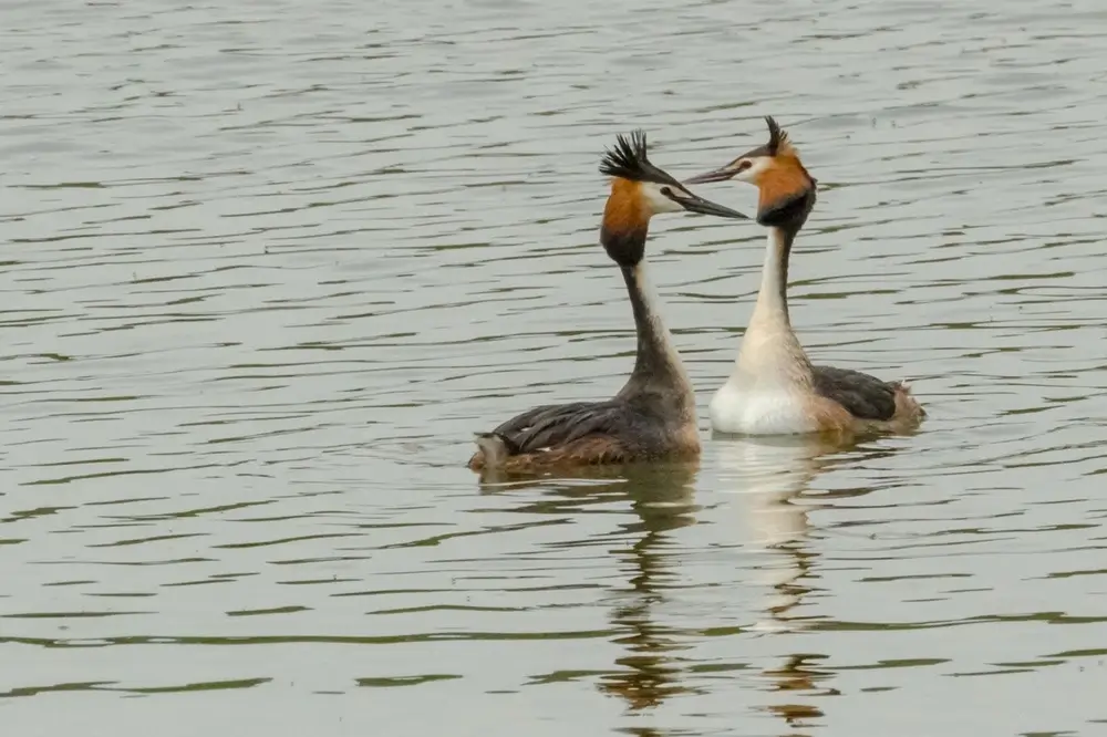 Pareja de somormujos en el agua