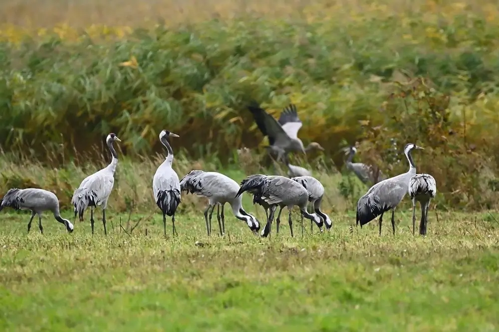 Grullas alimentándose en un campo