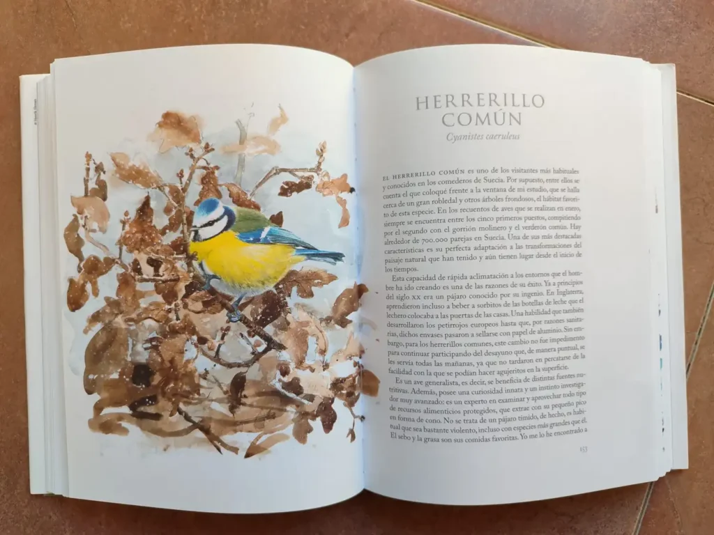 Ilustración de herrerillo común en el libro Aves que veo en invierno