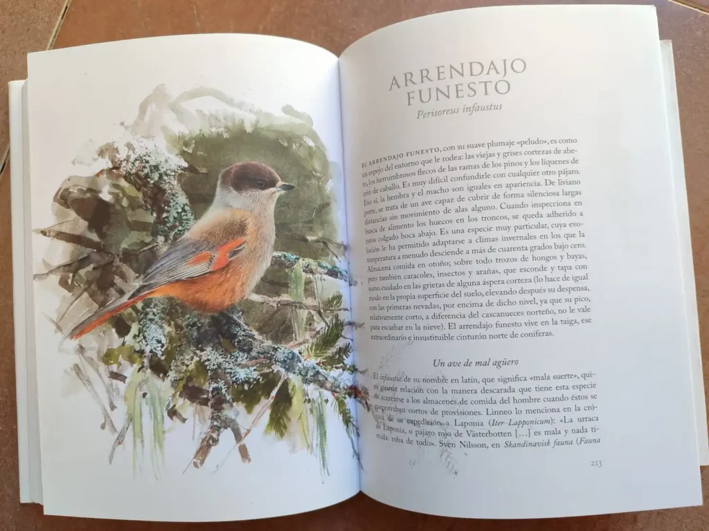 Ilustración arrendajo funesto en el libro Aves que veo en Invierno