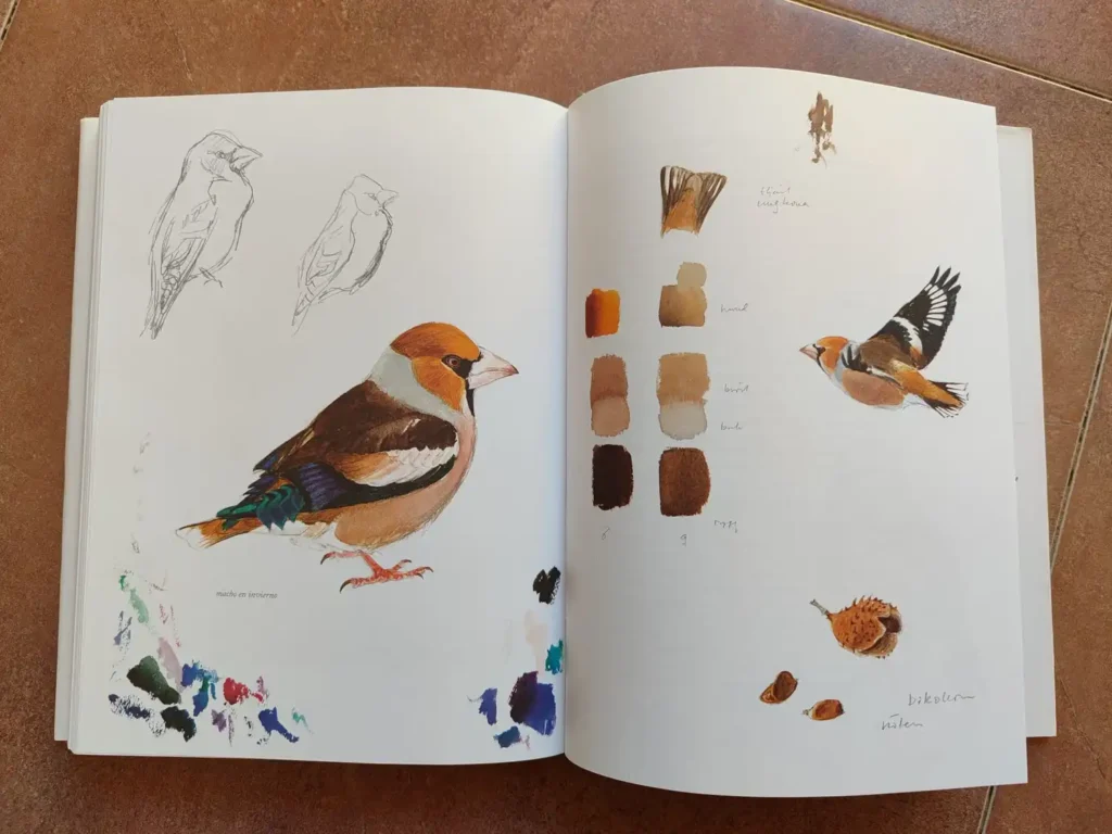 Bocetos ilustración picogordo