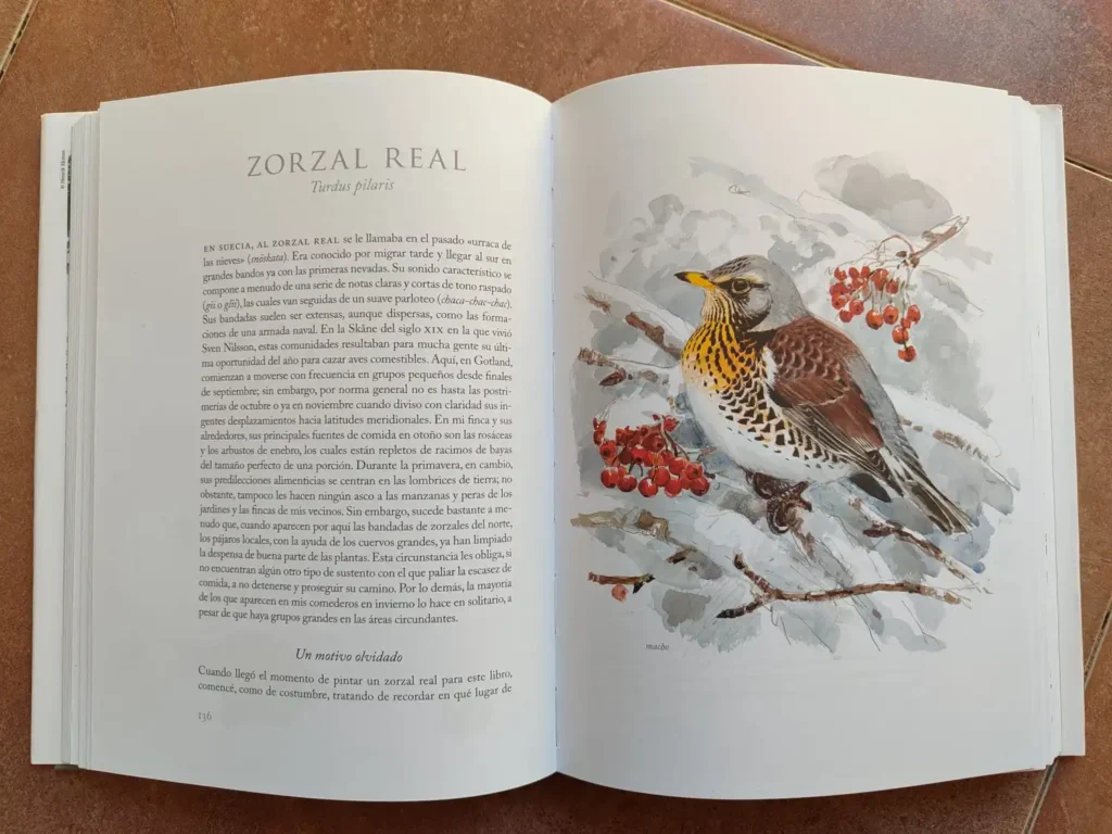 Zorzal real ilustración