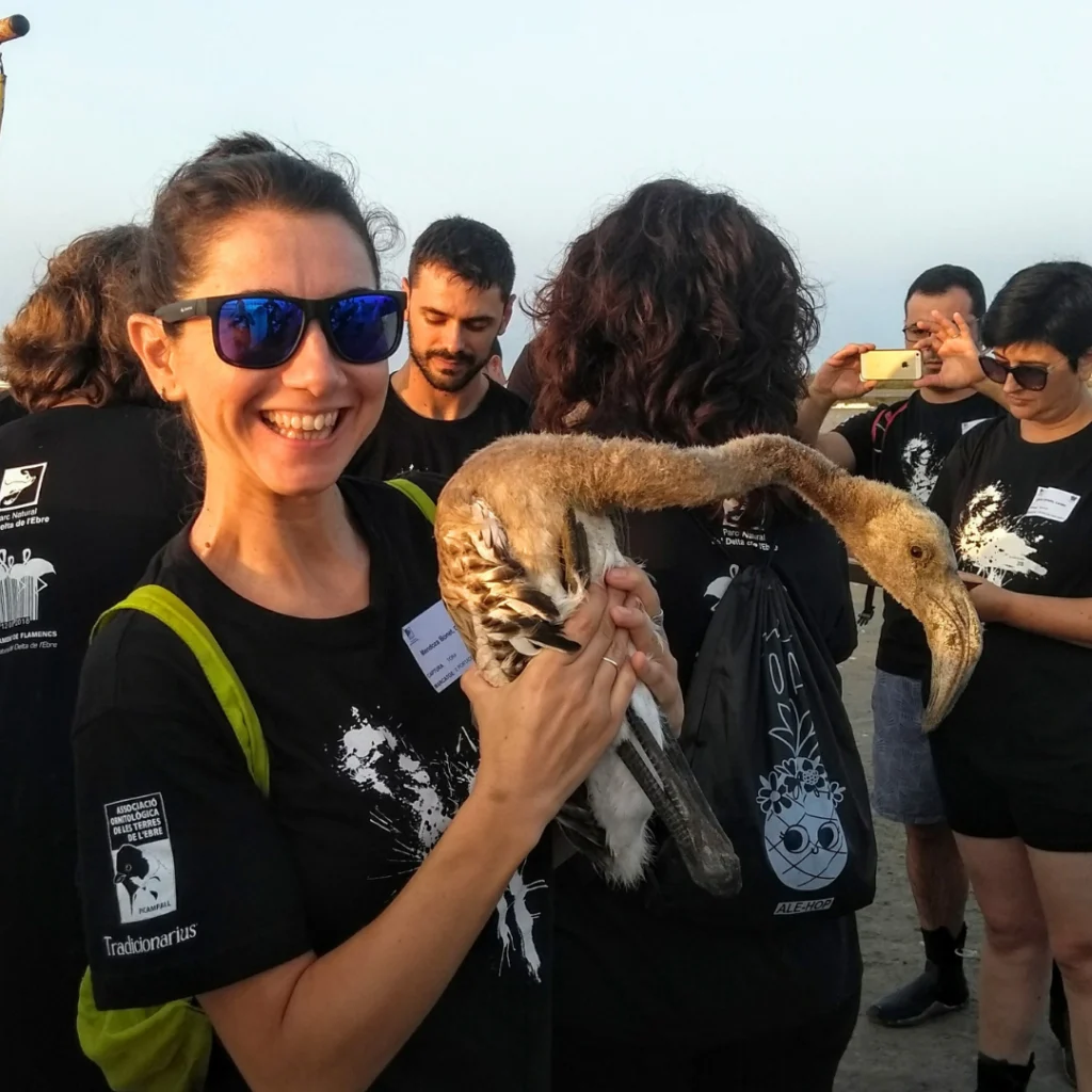 Anillamiento de pollos de flamenco