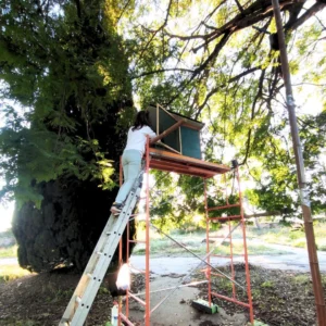 Caja nido hacking de lechuzas Monjuic Barcelona