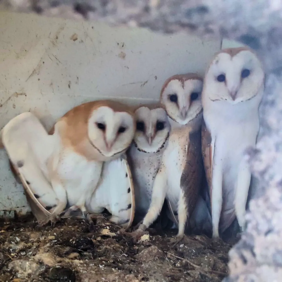 Crías de lechuza para su introducción en la ciudad de Barcelona