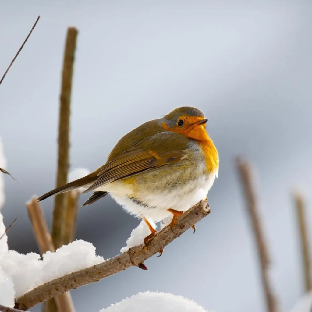 petirrojo agenda diciembre