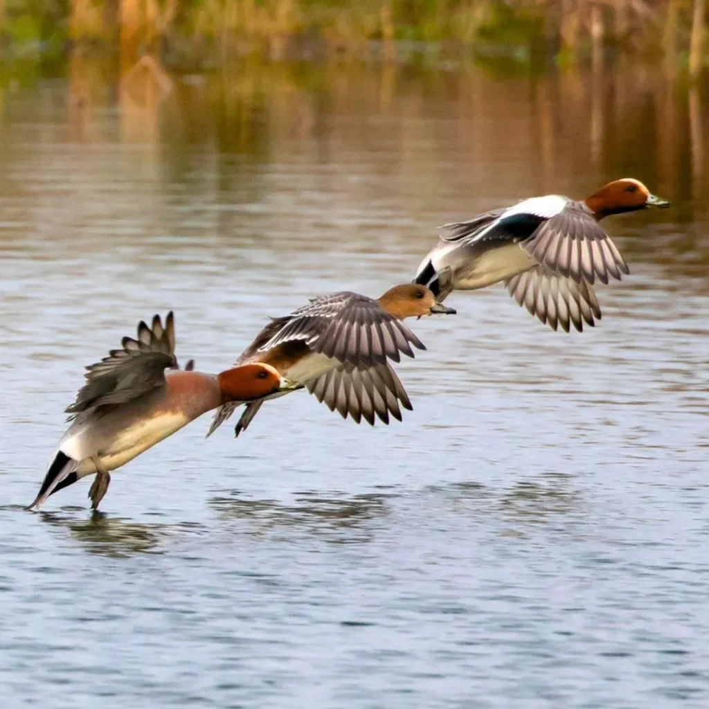 silbón agenda diciembre