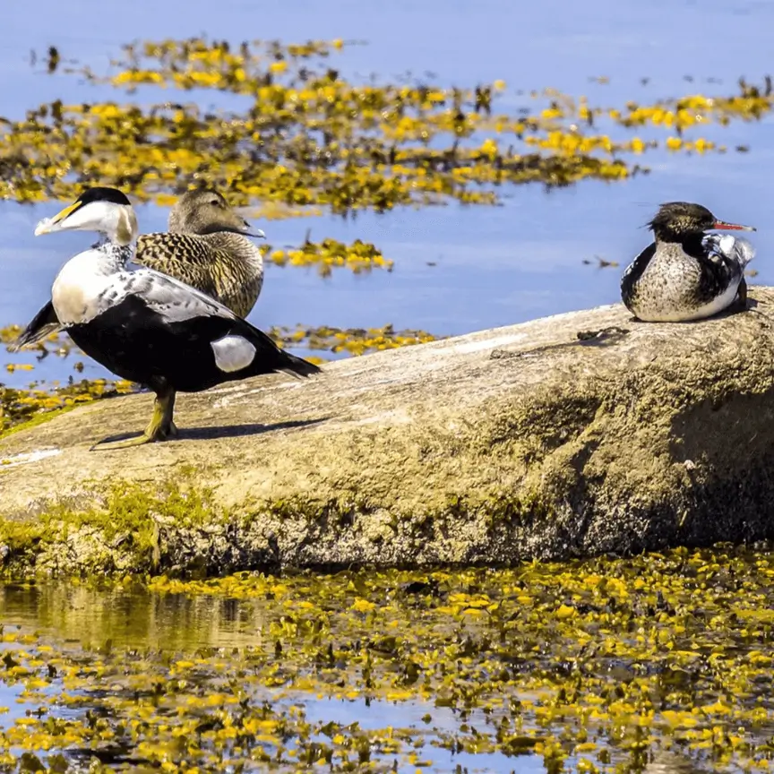 Agenda pajarera Enero 26 de Sumas Plumas