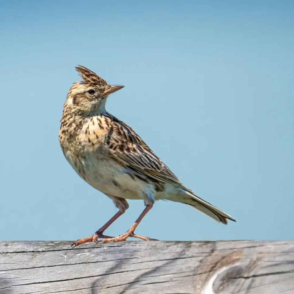 Alondra común - Agenda pajarera enero Sumas Plumas