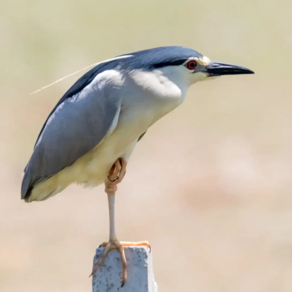 Martinete común - Agenda pajarera enero Sumas Plumas