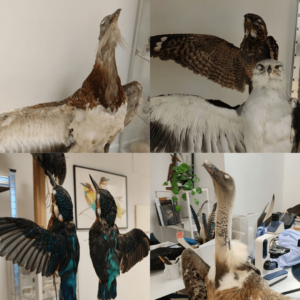 Varias piles de estudio de aves en la oficina de Plumarium