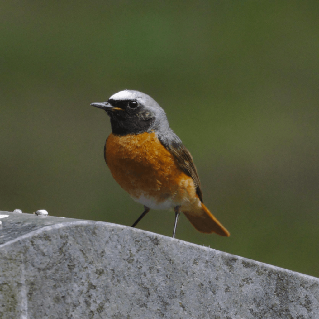 Agenda Pajarera Abril Sumas Plumas