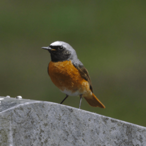 Agenda Pajarera Abril Sumas Plumas