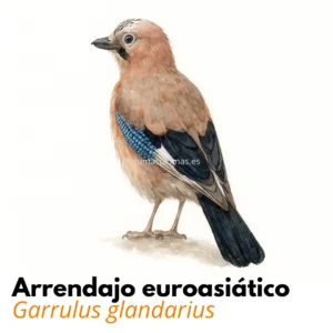 Episodio 8 Mirlo Blanco - Arrendajo - Blog