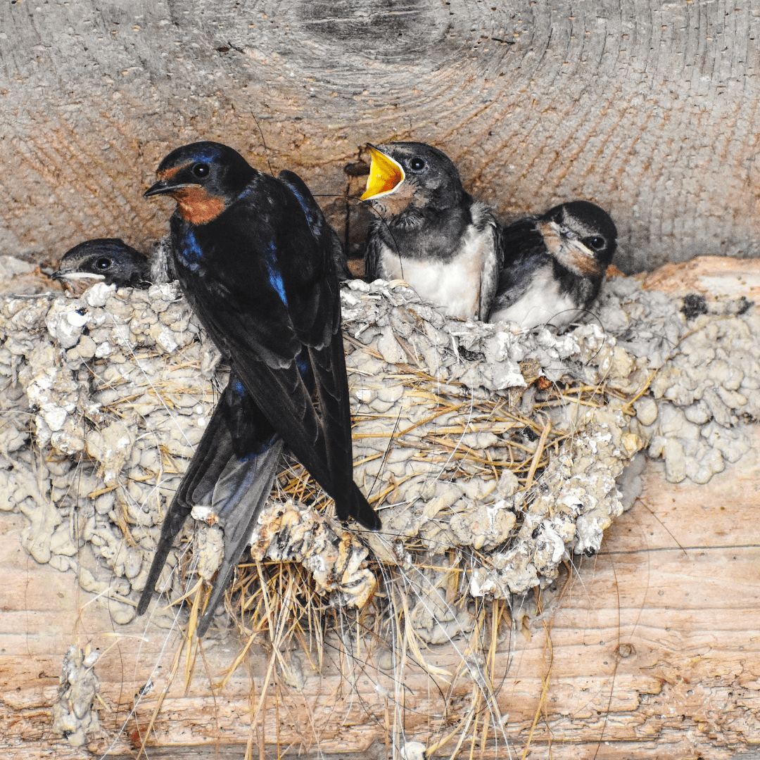 Golondrinas - Agenda pajarera mayo Sumas Plumas