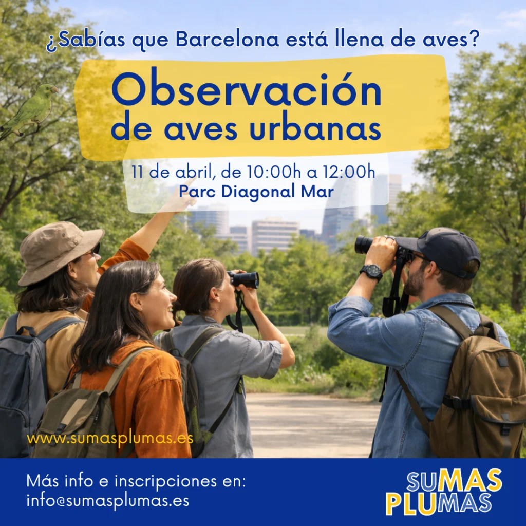 Actividades Sumas Plumas - Diagonal Mar